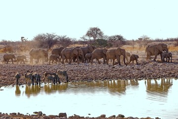 Elefanten in Okaukuejo