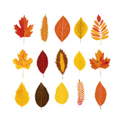 Fototapeta premium Vibrant assortment of assorted fall foliage, showcasing stunning seasonal color variations, beautifully rendered as vector illustrations, all on transparent background