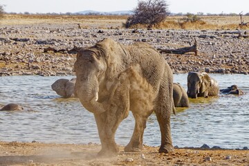 Hautpflege des Elefanten