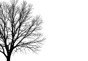 Dark textured tree canopy isolated on transparent background