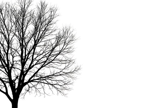 Dark textured tree canopy isolated on transparent background - Powered by Adobe