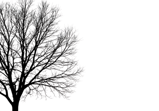 Dark textured tree canopy isolated on transparent background