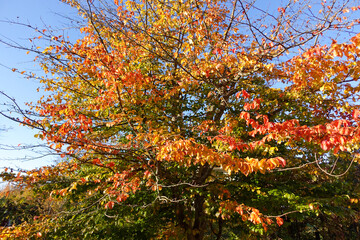 Riehen, Switzerland becomes truly beautiful in autumn, with vibrant foliage transforming its parks, forests, and riverbanks into a vivid tapestry of color. An ideal season for peaceful walks and photo