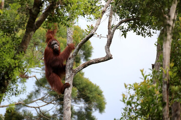Orangutans in Tanjung Puting National Park, Kalimantan, Indonesia