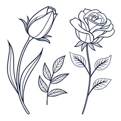 Outline drawings of rose and tulip flowers with leaves