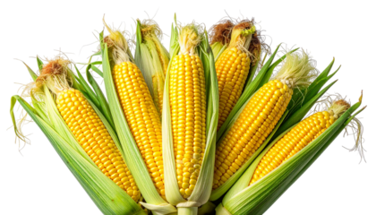 Close-up of several ripe corn cobs, husks and silk visible, against black backdrop