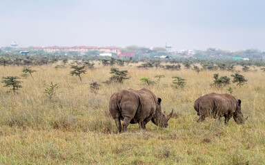 A pair of white rhinoceroses walking through Nairobi National Park. The city skyline and traffic can be seen in the background. Nairobi is the only capital in the world to have a National Park