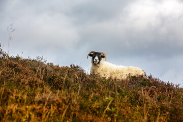 A blackface sheep on a hillside in the Scottish Highlands. This is a common British breed with curly horns and coarse wool. Seen here on a hillside in autumn.