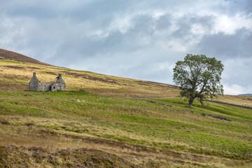 Derelict stone Crofters cottage in the Scottish Highlands, Scotland, UK. Sheep are grazing on the hillside, with a lone tree and ancient dry stone walls.