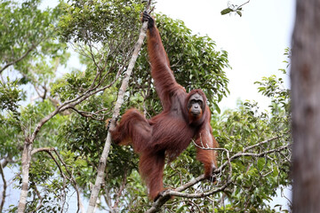Orangutans in Tanjung Puting National Park, Kalimantan, Indonesia