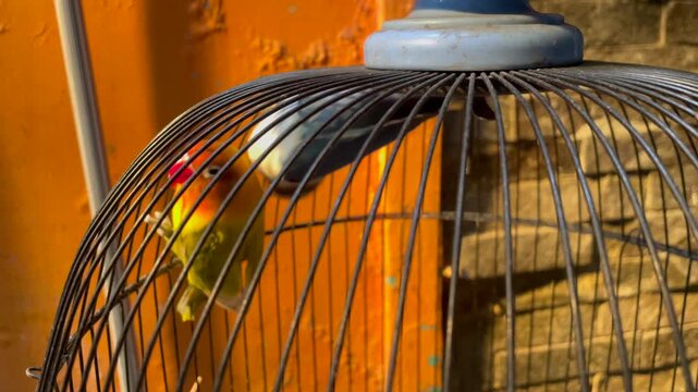 Colorful lovebirds inside a wooden cage &ndash; close-up pet bird footage.