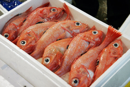 魚市場の魚（きんき・キチジ）｜Fresh Idiot fish at Fish Market