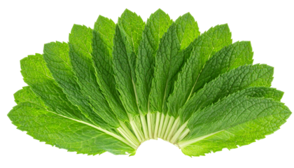 Fan-shaped arrangement of vibrant green leaves with textured surfaces