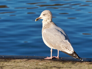 Herring Gull against Calm Blue Harbour Waters