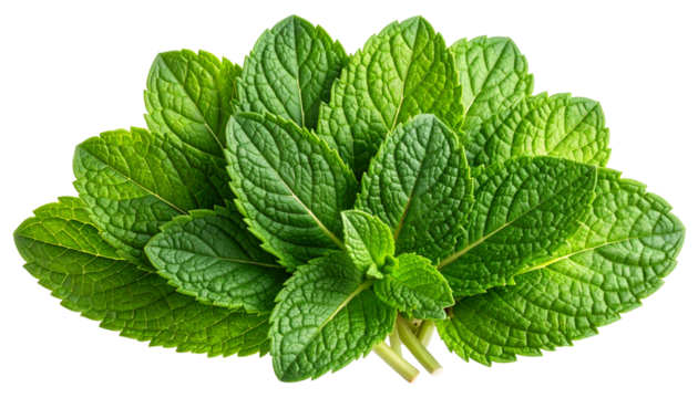 A vibrant bunch of fresh, green leaves, showcasing textured details and natural beauty