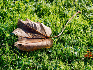 Fallen Leaves against Grass on a November Day
