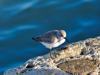 Dunlin in Winter Plumage Dorset England
