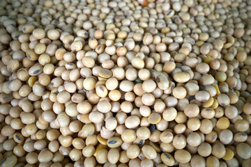 A pile of soybean seeds or Glycine max. Food background