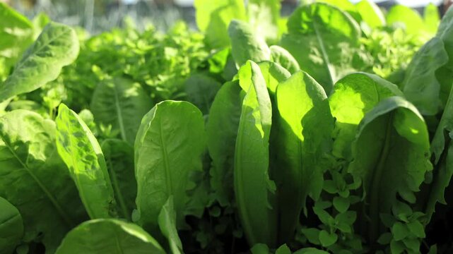 Des jeunes plants d&rsquo;endives verts sont align&eacute;s dans la terre.