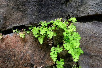 ivy on the wall