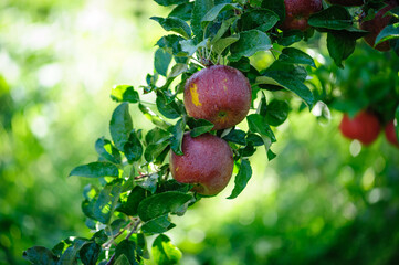 Red apples grow on tree in the orchard