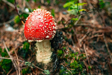 The poisonous red fly agaric Amanita muscaria is a hallucinogenic mushroom that grows in the forest.
