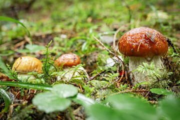White mushroom in a mountain forest. Wet forest with mushrooms.