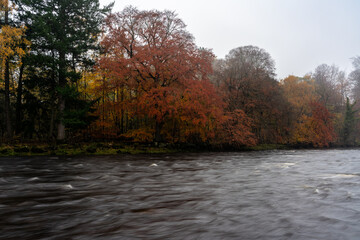 Autumn trees above dark flowing water at the River Ure
