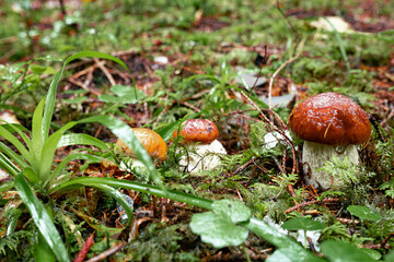 White mushroom in a mountain forest. Wet forest with mushrooms.