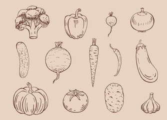 Set of vegetables. Hand drawn garden vegetable collection.