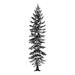 Hand drawn illustration of fir tree.