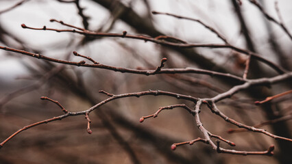 tree branches in winter