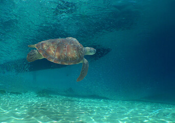 Obraz premium a sea turtle on a reef in the caribbean sea