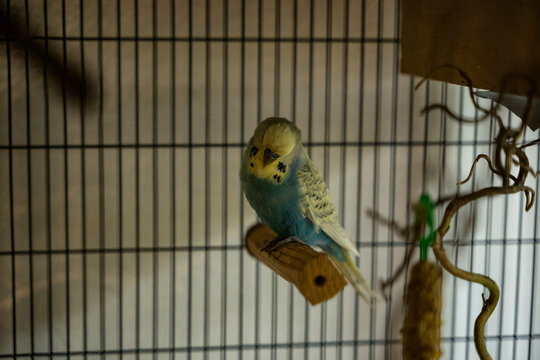 vogel wellensittich tier