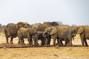 Elefanten in Tsumcor