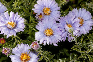 A bunch of purple flowers with frost on them