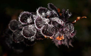 A branch covered in frost and snow