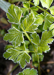 A plant with green leaves and frost on them