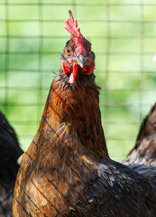 A chicken with a red head and brown feathers