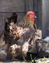 A chicken is standing in front of a wooden fence