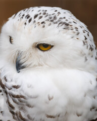A white owl with yellow eyes