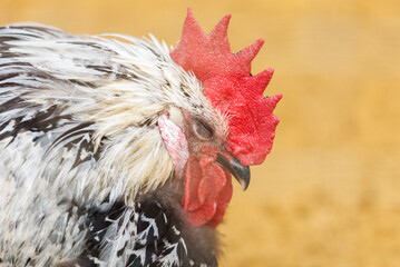 A chicken with a red beak and a white face