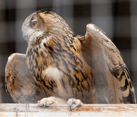 A brown owl with orange eyes is standing on a wooden fence