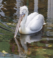 A white pelican is swimming in a pond