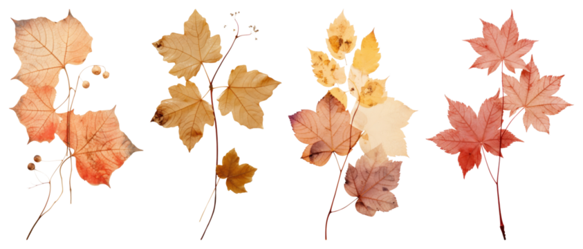 PNG Autumn leaves botanical illustration, element set on transparent background