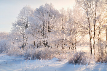 Winter landscape with snowy trees in winter forest in the sunny morning, winter forest in sunny morning
