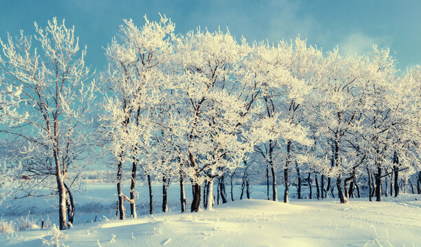 Winter landscape, snowy winter forest with frosty trees in sunny weather, vintage filter applied