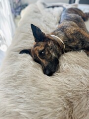 Adorable Brindle Dog Resting on Bed with a Warm Winter Blanket – Calm and Cozy Indoor Scene