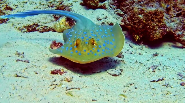 Bluespotted Ribbontail Ray Swimming On The Sandy Bottom Of The Sea. - underwater shot