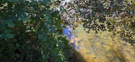 A shallow stream with crystal-clear water, bordered by dense foliage. Shadows from overhanging branches dance on submerged rocks, creating a serene and refreshing scene in the heart of nature.